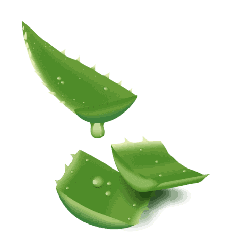 Aloe vera , planta minune ! Aici se află cea mai minunată băutură -Aloe Vera gel