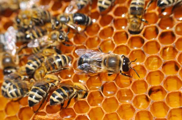 Laptisor de matca consumat de regina albinelor